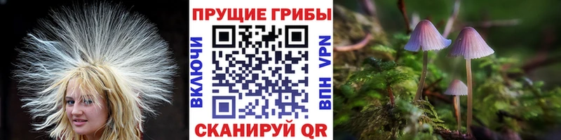 Псилоцибиновые грибы прущие грибы  как найти   Баксан 